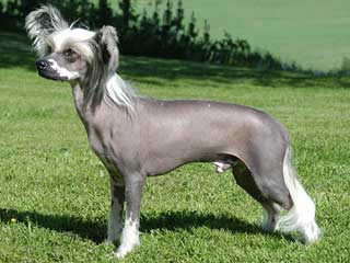 Chinese Crested