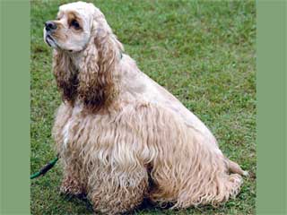 Cocker Spaniel