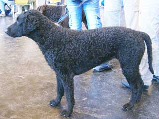 Curly Coated Retriever