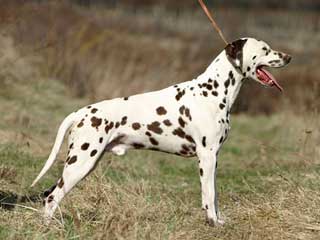 Dalmatian