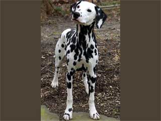 Dalmatian