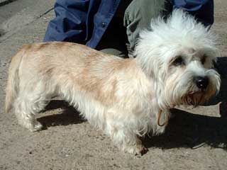 Dandie Dinmont Terrier