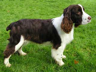 liver and white english springer spaniel