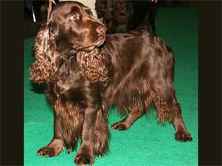 Field Spaniel