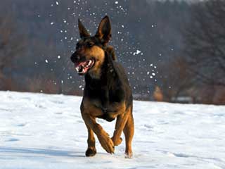 German Shepherd Dog