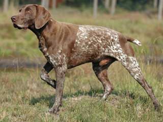 German Shorthaired Pointer