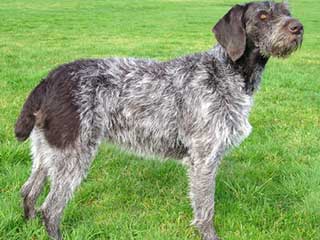 German Wirehaired Pointer