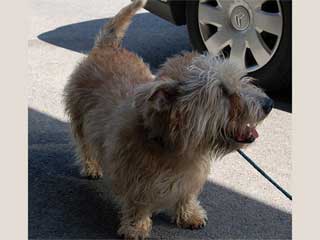 Glen Of Imaal Terrier