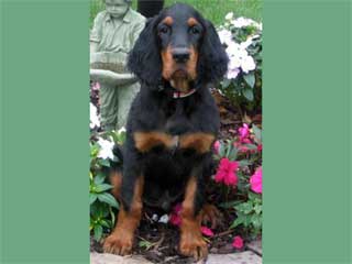 Gordon Setter