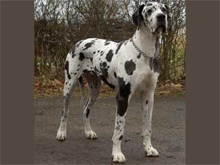 Great Dane