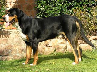 Greater Swiss Mountain Dog