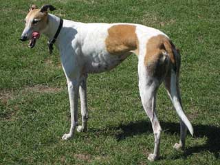 Greyhound