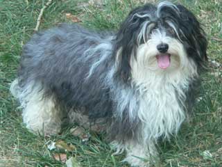 Havanese