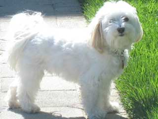 Havanese