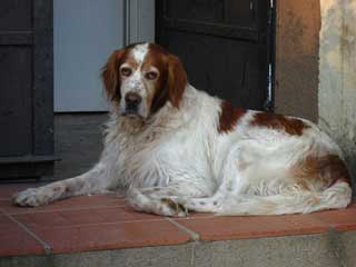 Irish Red And White Setter Information and Facts - Dog Breeds