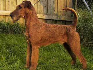 Irish Terrier