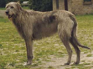 large rough haired dog