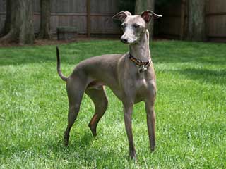 Italian Greyhound