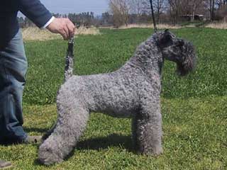 Kerry Blue Terrier