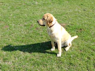 Labrador Retriever