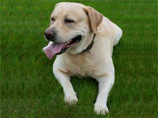 information about labrador dog