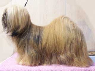 Lhasa Apso