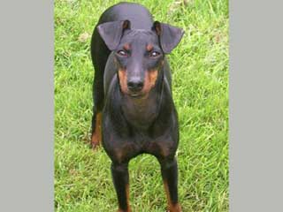 Manchester Terrier