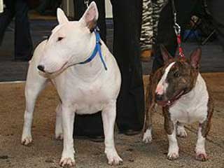 Miniature Bull Terrier