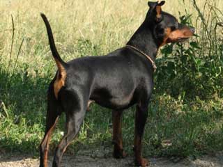 Miniature Pinscher