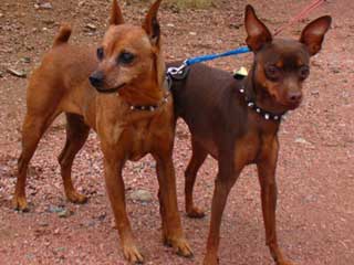 Miniature Pinscher