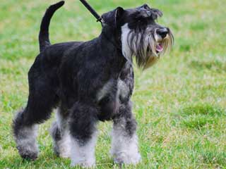 Miniature Schnauzer