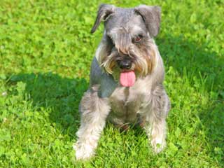 Miniature Schnauzer