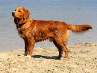 Nova Scotia Duck Tolling Retriever