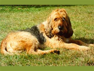 akc otterhound