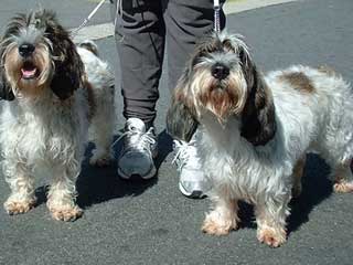 Petit Basset Griffon Vendeen