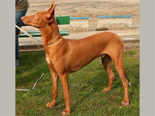 Pharaoh Hound