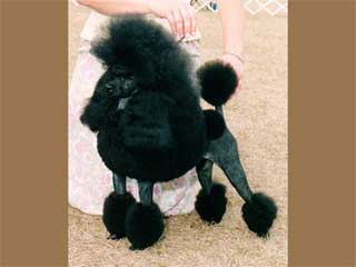 Poodle Miniature