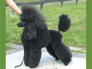 Poodle