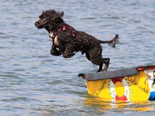 Portuguese Water Dog