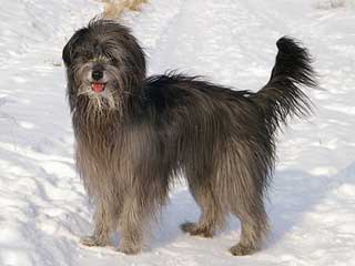 Pyrenean Shepherd