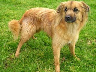 Pyrenean Shepherd