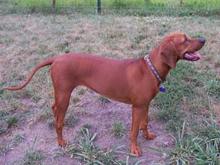 Redbone Coonhound