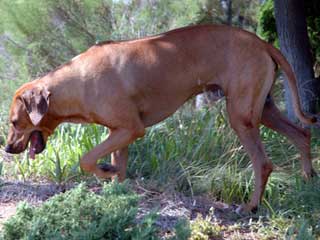 Rhodesian Ridgeback