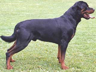 rottweiler hunting dog