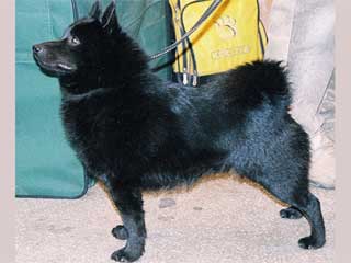 Schipperke