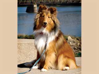 Shetland Sheepdog