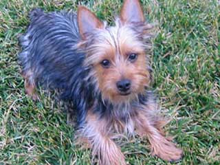 Silky Terrier