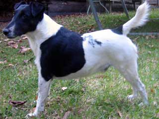 Smooth Fox Terrier