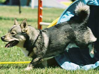 Swedish Vallhund