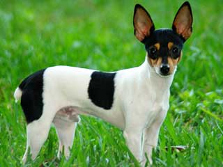 Toy Fox Terrier